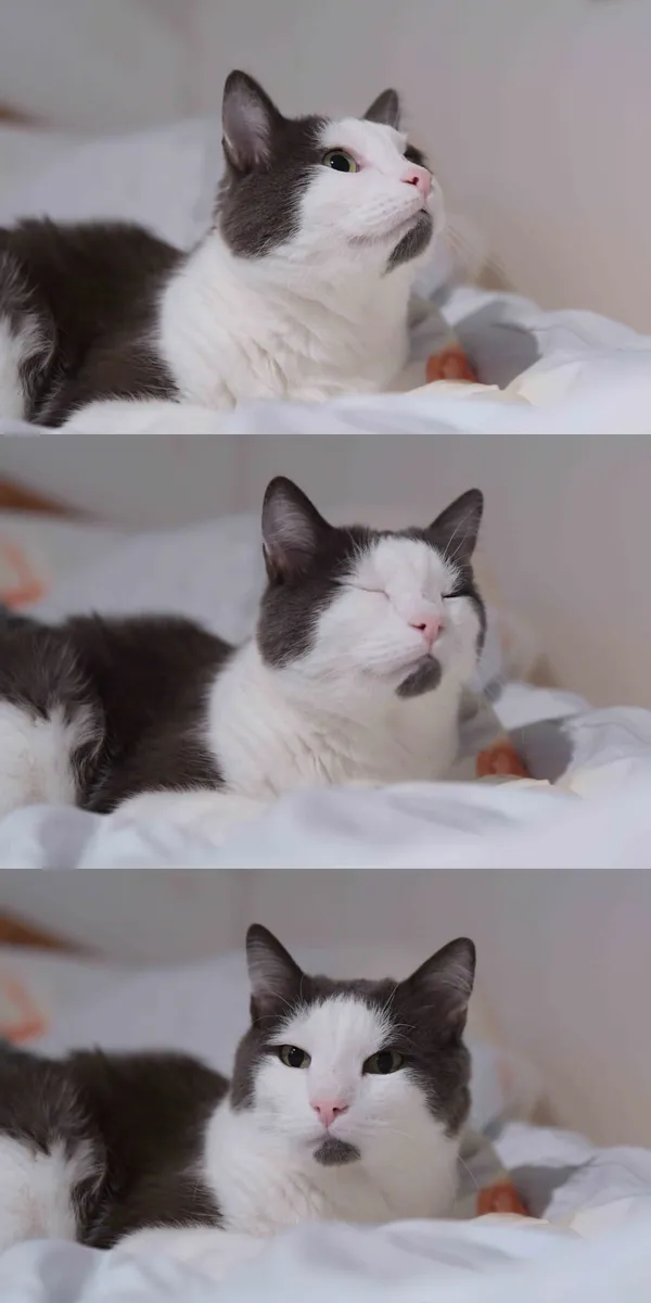 Katze Guizmo — Nahaufnahme