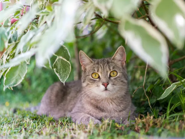 Tierfotografie