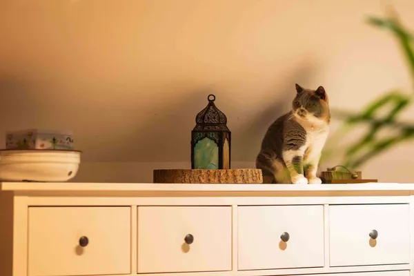 Tierfotografie