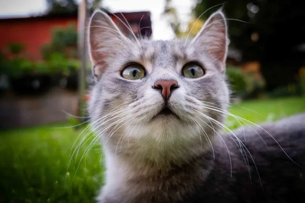 Katze im Gras — Nahaufnahme