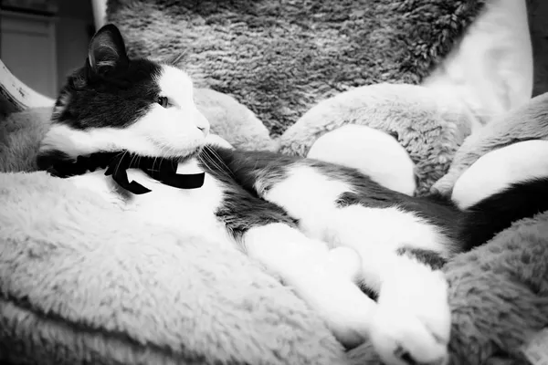 Katze mit Schleife — Schwarzweiß